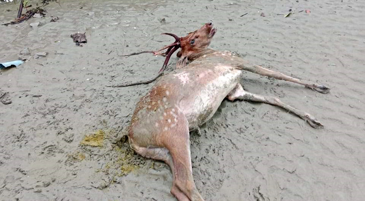 ঘূর্ণিঝড় রিমাল: সুন্দরবনে মিলল ৯৬ হরিণসহ ১০০ মৃত প্রাণী